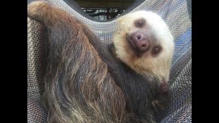 CMZoo Baby Sloth 2019