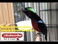Masteran Kolibri Ninja Super Mp3 - Mp4 Download