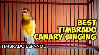 TIMBRADO SPANISH - CANARY SINGING MOST SPECTACULAR VIDEO TRAINING