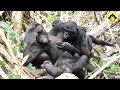 Group gathering among wild bonobos!【Observations of Bonobos #59】
