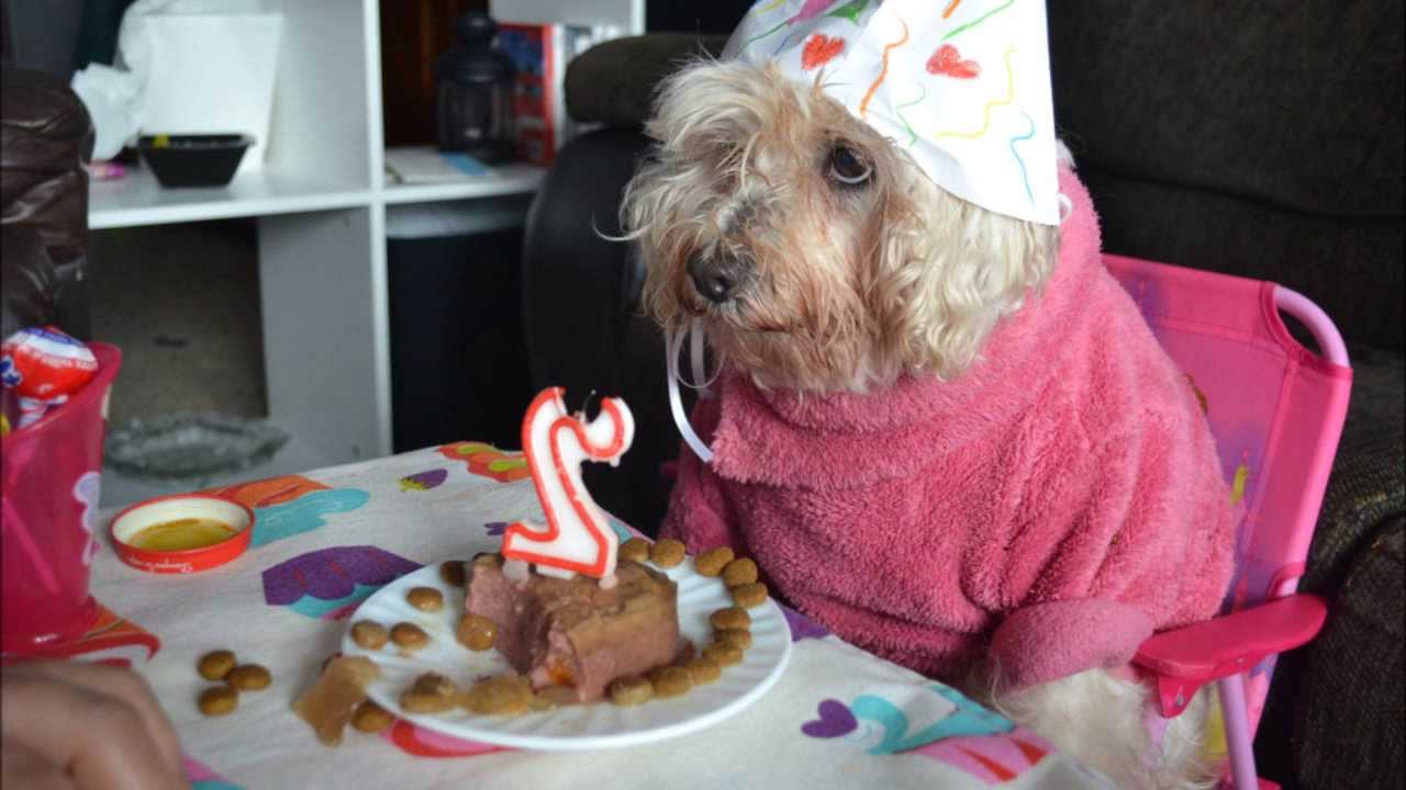 personal sinsonte Intervenir videos de cumpleaños de perros Asentar moneda  Caña