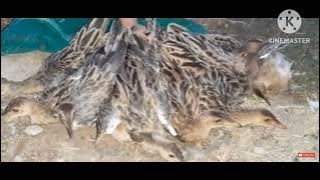 🖐️tiếng cúm núm lâu năm vẫn ăn chim mạnh👍 a,e tham khảo ạk thấy hây,thít file cứ tải về chiến nge💯