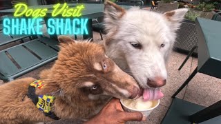 I took my dogs to Shake Shack in LONDON!!