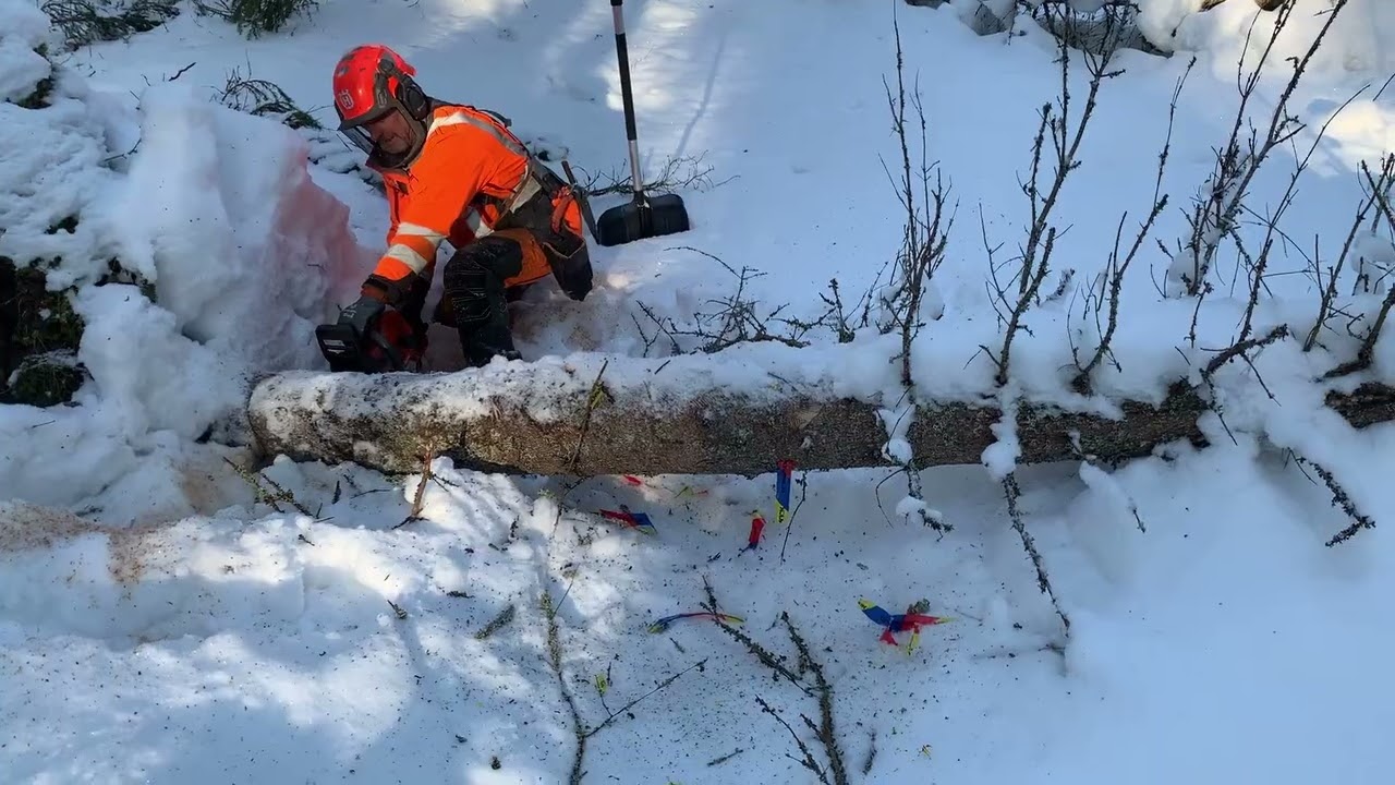 After the storm Johannes fallen trees #sweden #scandinavia #norrland