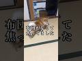 まだ布団の準備が出来てなくて行き場を失う柴犬#柴犬の日常#柴犬の癒し#いぬのきもち#しばいぬ#shibainu#doglife
