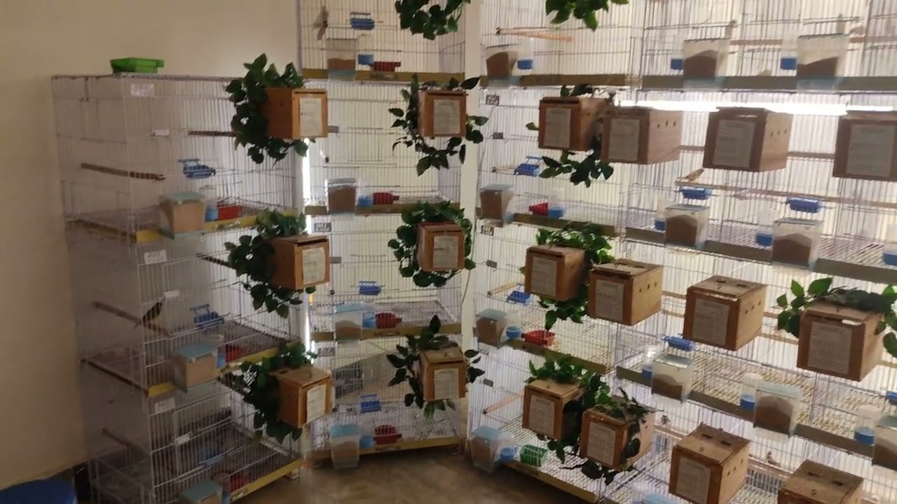 Lady Gouldian Finches breeding Setup || dayan aviary ||