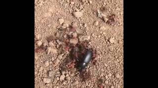 see  ant vs bug