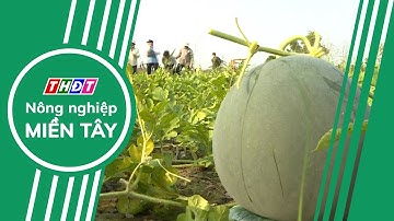 Xuất khẩu dưa hấu sang Trung Quốc ổn định hơn nhờ nghị định thư | Nông nghiệp Miền Tây