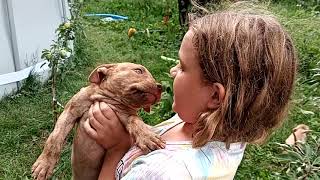 American bully puppies by Aftershock American bully 16 views 2 years ago 3 minutes, 58 seconds