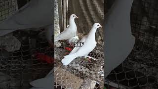 Seputih Salju Biar Bisa Mendinginkan Jalannya Perlombaan Di Indonesia merpatipos  racingpigeontv