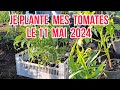 Je plante les tomates au potager  le 11 mai 2024