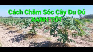 CÁCH CHĂM SÓC CÂY ĐU ĐỦ XANH TỐT