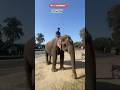 Cute elephant 🐘❤️#cuteelephants #nature #elephantlove #elephantplaying #youtubeshort #ytshorts