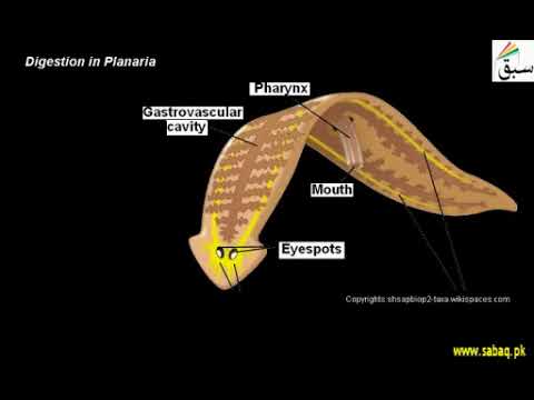 Digestion in Planaria | Swap Education Portal - YouTube