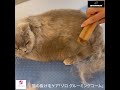 猫のグルーミング　猫が嫌がらない！