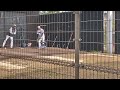 東京ヤクルトスワローズ 中村優斗選手ブルペン投球 松山坊っちゃんスタジアム