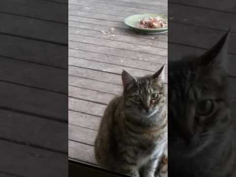 cats knocking video | FunnyCat.TV