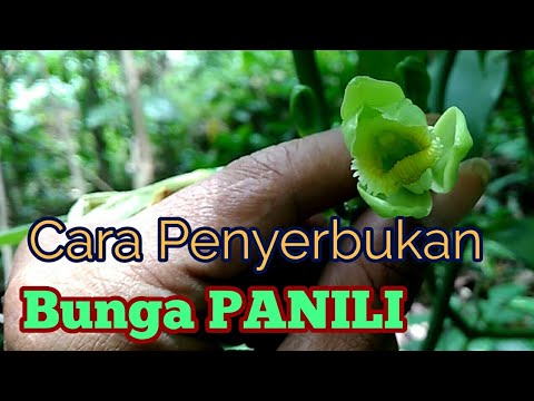  Cara  penyerbukan  Bunga  PANILI YouTube