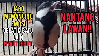 Nantang Lawan!! Gelatik Batu Gacor Jago Memancing Emosi Glatik Batu Lain Ribut Nyaut