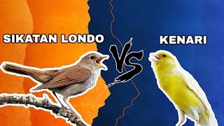 SIKATAN LONDO VS KENARI