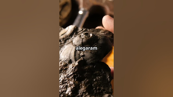 250 Million Year Old Chip: Mystery or Fraud?