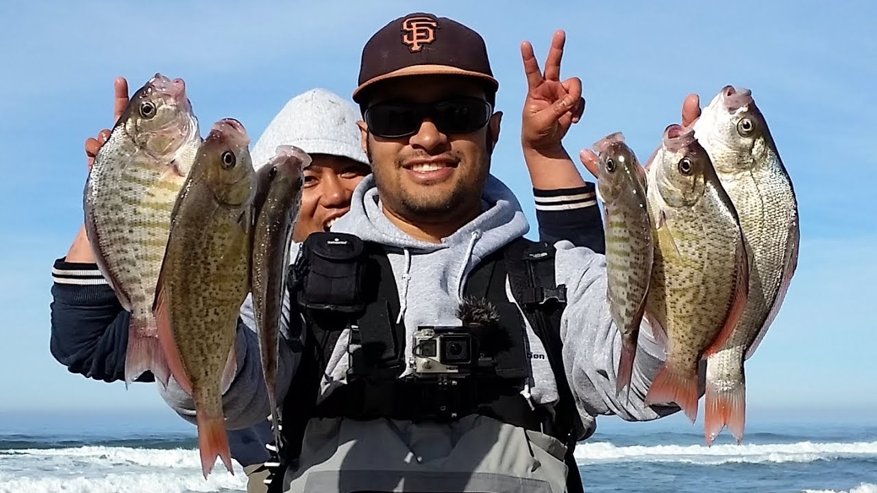 Surf Perch Fishing (Complete Beginner's Guide)