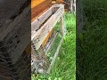 Asiatische Hornisse (Vespa velutina) Schutzgitter - Eigenbau #bienen #imker #natur