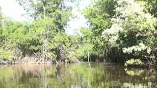 Juan Venado Island, Mangrove Forest