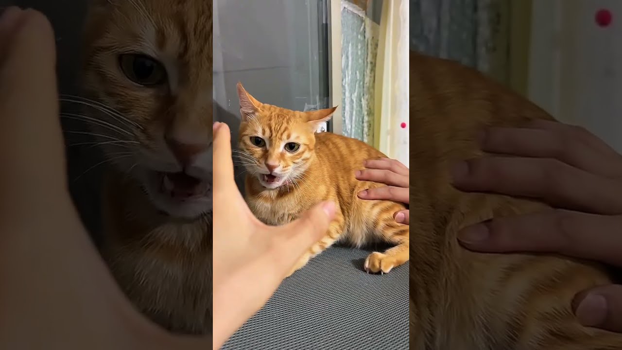 Why My Cat Freezes When I Gently Hold Her Neck Behavior Explained CatBehavior Catfacts