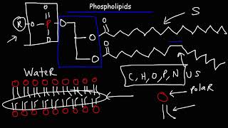Lipids   Fatty Acids, Triglycerides, Phospholipids, Terpenes, Waxes, Eicosanoids