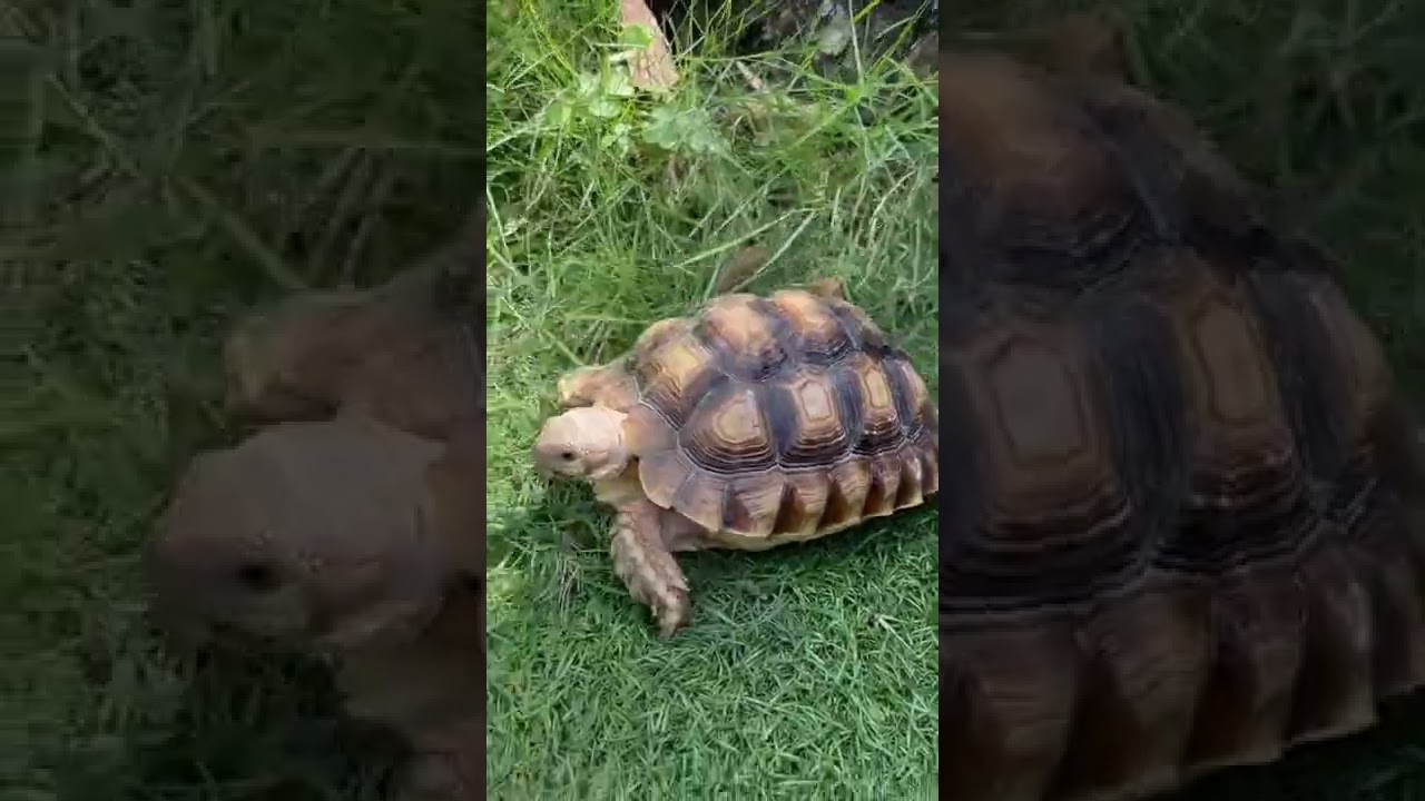 Sculata tortoise walking 