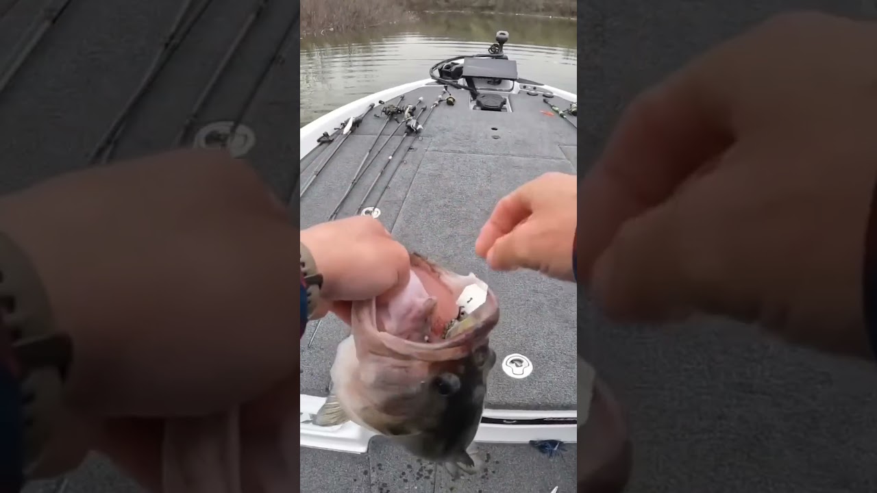 Catching Giant fish at a Trash Dump Lake ( Disgusting ) 