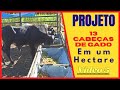 Projeto 13 Cabeças De Gado Em Um Hectare _VIDEO 5#