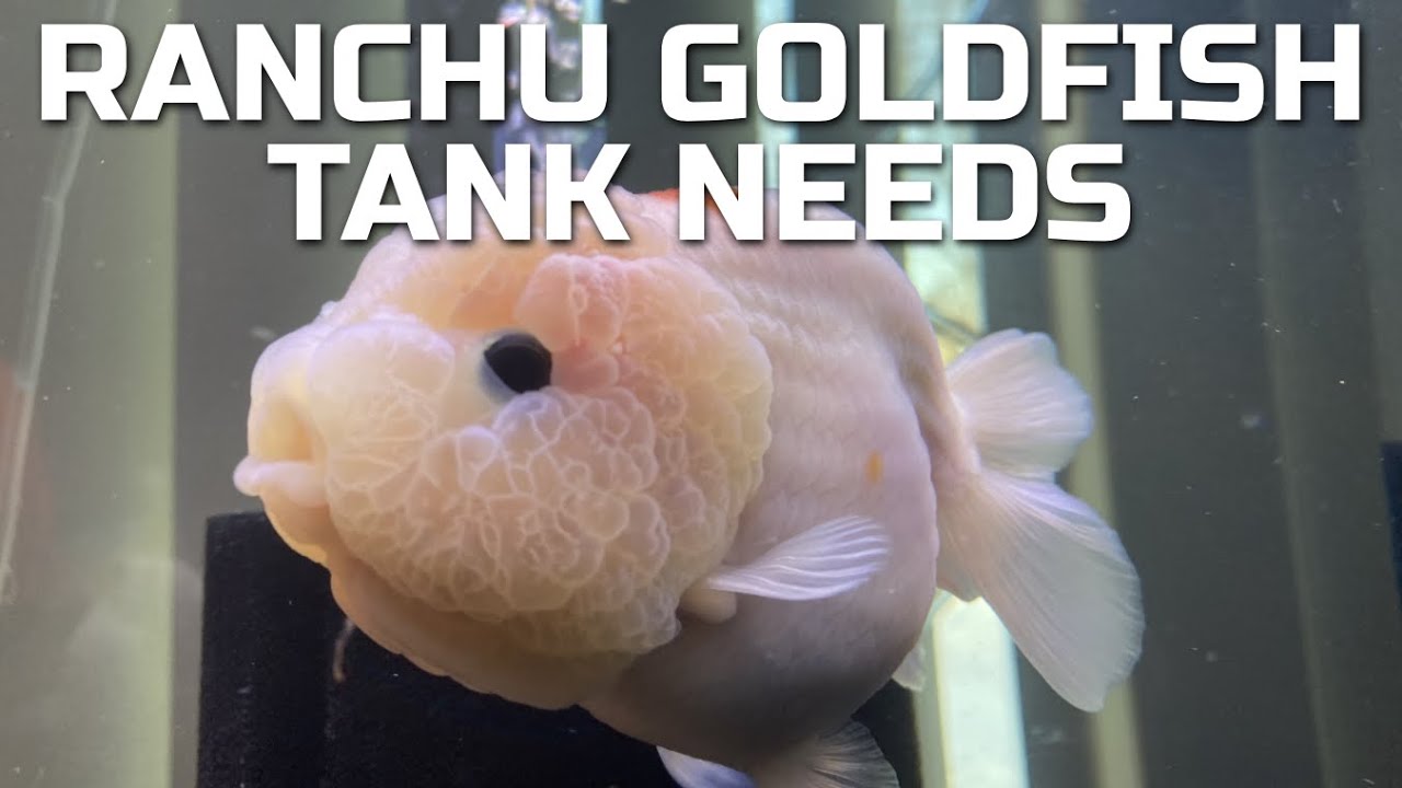 What You Need to Set Up a Ranchu Goldfish Tank 