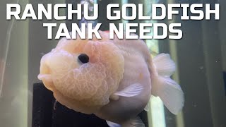 What You Need to Set Up a Ranchu Goldfish Tank