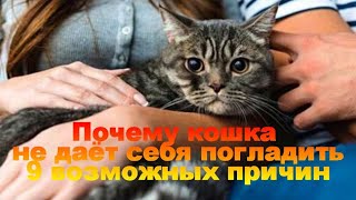 Почему Кошка Не Даёт Себя Погладить 9 Возможных Причин