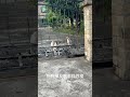 狗狗朋友跑來迎接豆皮