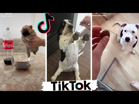 Funniest DOGS of TikTok Compilation ~ Try Not To Laugh ~ Cute Puppies TIK TOK