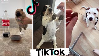 Funniest DOGS of TikTok Compilation ~ Try Not To Laugh ~ Cute Puppies TIK TOK
