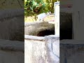 KEDİLER NEDEN MUSLUKTAN SU İÇER#izle #bull #farming #automobile #shotrs #cow #alightmotion #shots #c