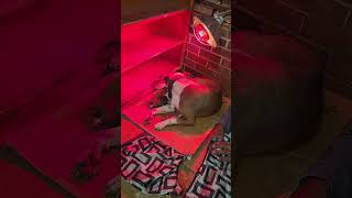 https://www.apbt.online-pedigrees.com/modules.php?name=Public&file=printPedigree&dog_id=904801