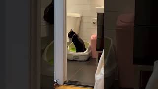 Famous When The Catnip Hits Profile