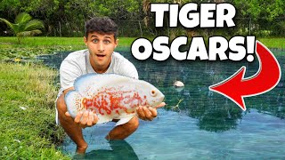 RESCUING EXOTIC FISH For My BACKYARD POND!!