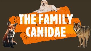 Family Canidae