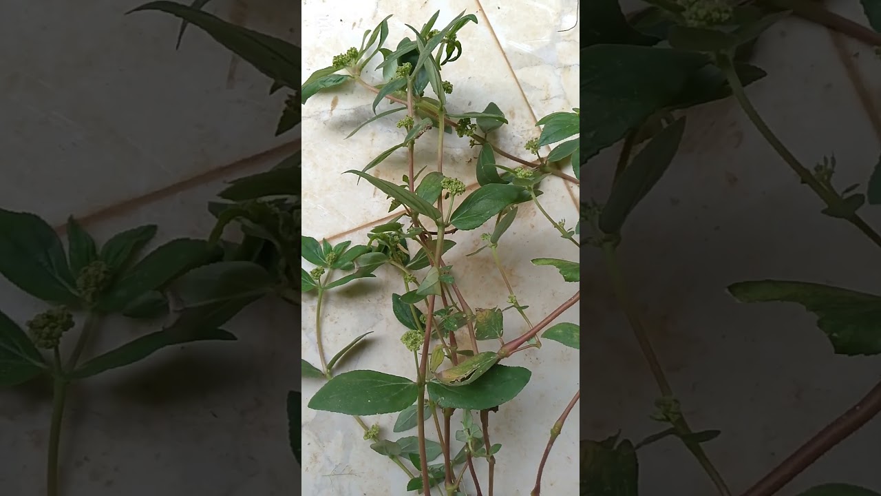 ASIRI BIBO OWO TODAJU TAARA TESTED CONFIRM MANY TIMES