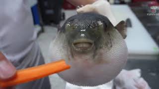 Pufferfish Augh alt