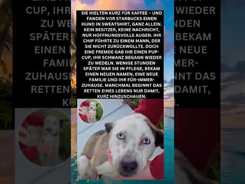 Vom Straßenhund zum Glück: Betty Davis’ zweite Chance 🐾💖