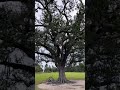 The Singing Oak Tree | City Park in New Orleans