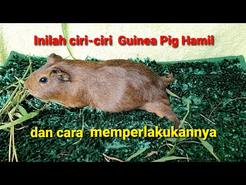 Cara Memeriksa Tanda-tanda Pasti Guinea Pig Hamil