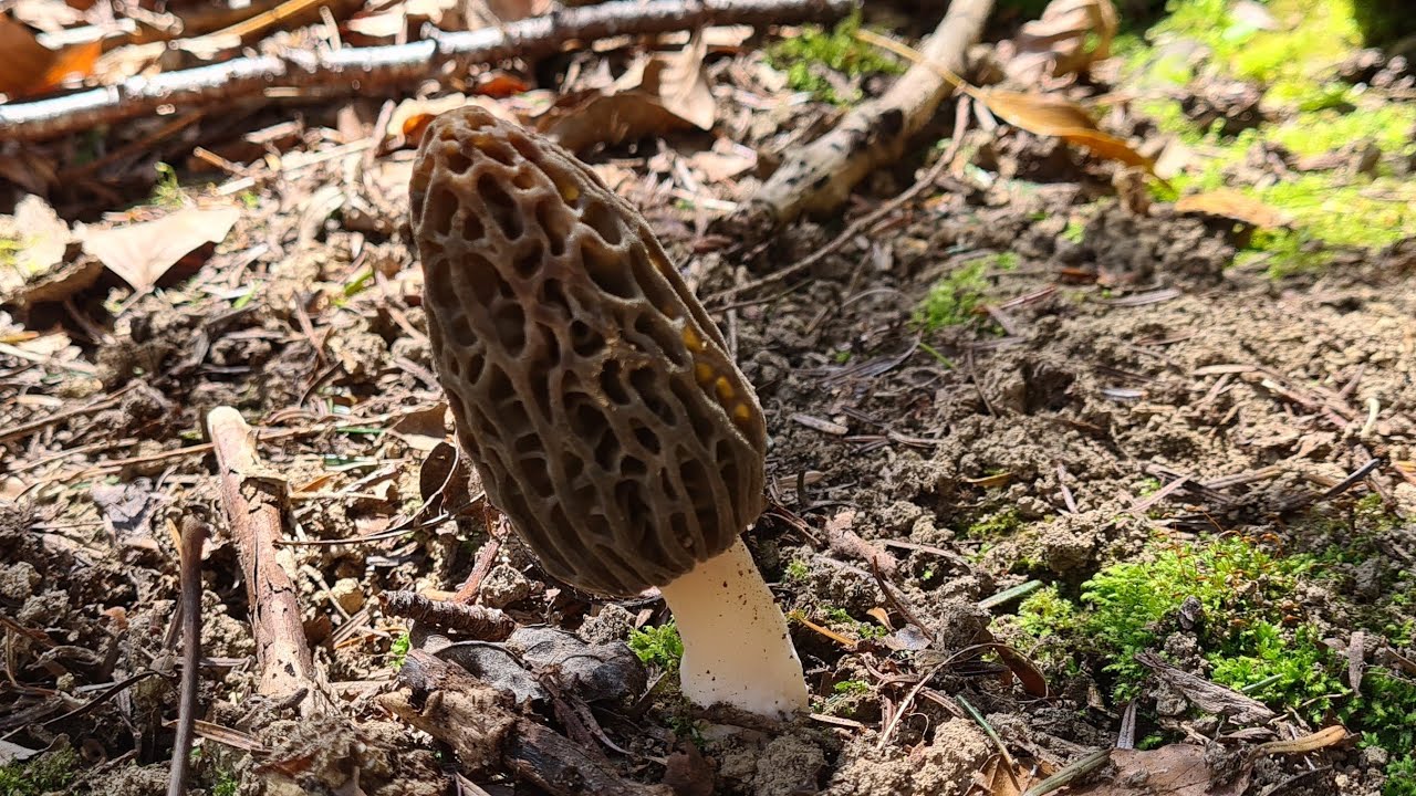 06/04/2025 A la poursuite de morchella deliciosa #morchella,  #morille2025